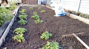 Как сажать клубнику весной пошаговая инструкция