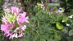 КРАСИВЫЕ ВЫСОКИЕ  ЦВЕТЫ ДЛЯ САДА, ЦВЕТНИКА!