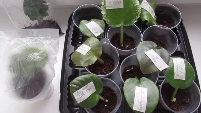 100%% ПРИЖИВАЕМОСТЬ ЛИСТЬЕВ ФИАЛКИ! ЭТО ПОМОГАЕТ ЛИСТЬЯМ УКОРЕНИТЬСЯ! смотреть онлайн