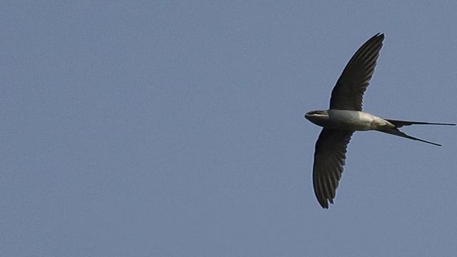 Древесные стрижи смотреть онлайн