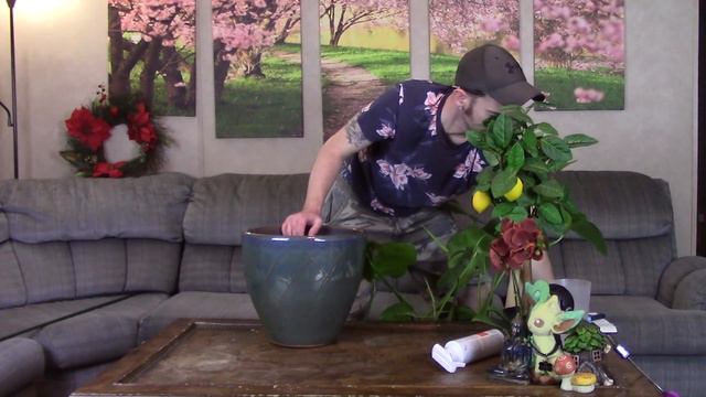 Monstera Deliciosa Repotting & Care/Info смотреть онлайн