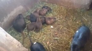 Нутрии , вольерное и клеточное содержание (как делать клетки для нутрий )