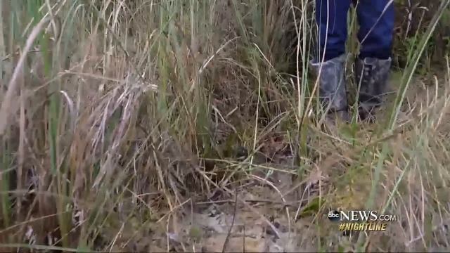 Snake hunters from India tackle Florida's python problem смотреть онлайн