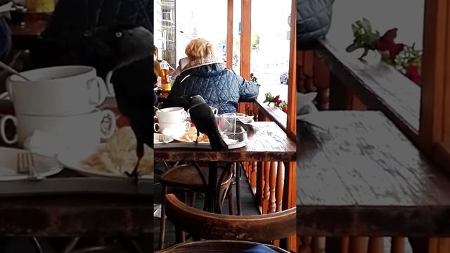 Из жизни птиц...)) смотреть онлайн