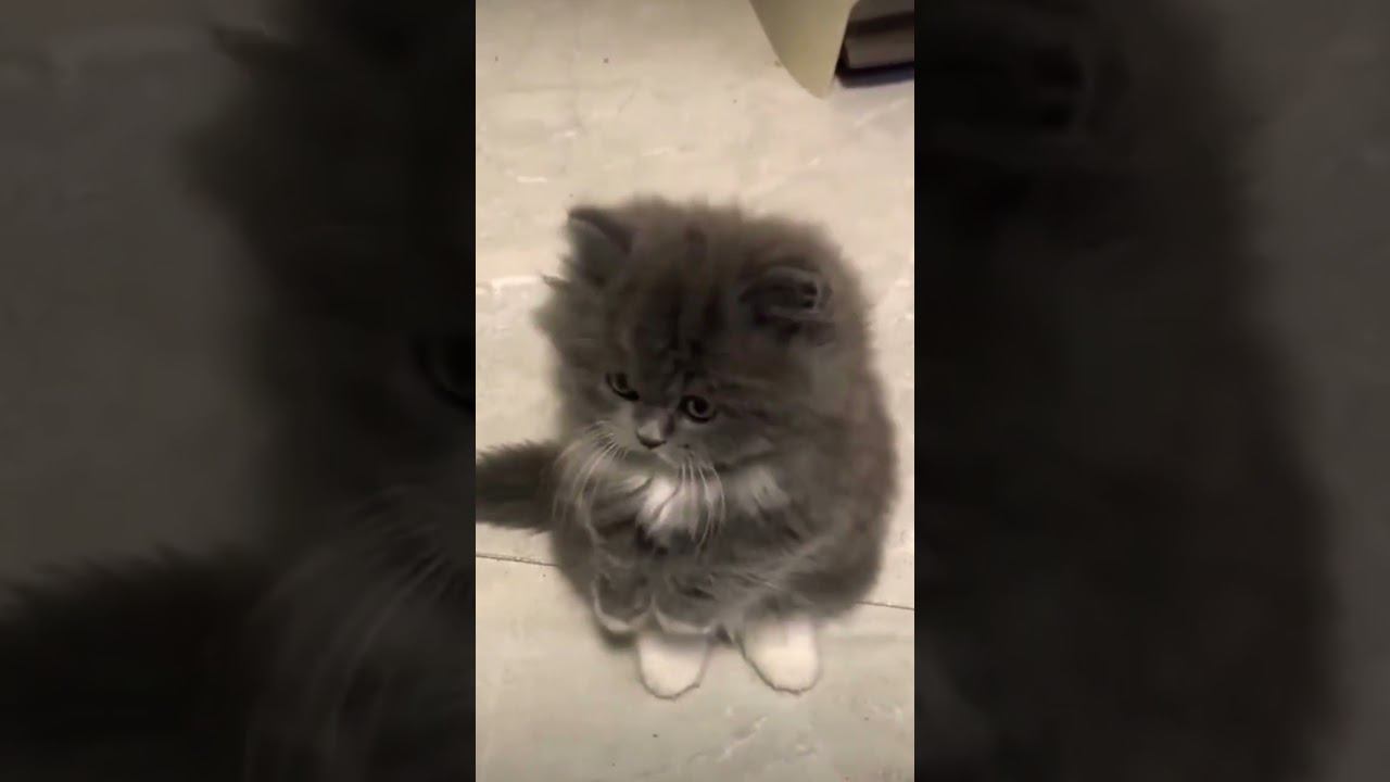 ▷Котенок танцует◁ смотреть онлайн