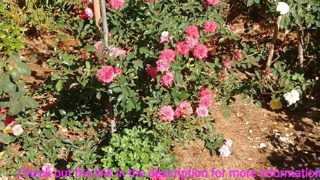 Slideshow of China and Tea roses смотреть онлайн