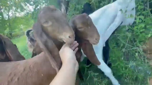 Продажа! Козлики и козочки Камори и Гулаби, Омск, поселок Конезаводский воцап 89236738007 смотреть онлайн