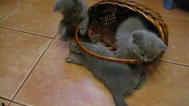 Шотландские котята.avi смотреть онлайн