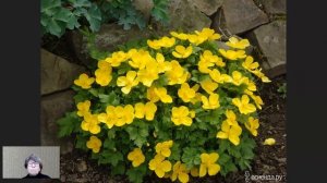 Редкие многолетники | Джефферсония | Додекатеон | Триллиум