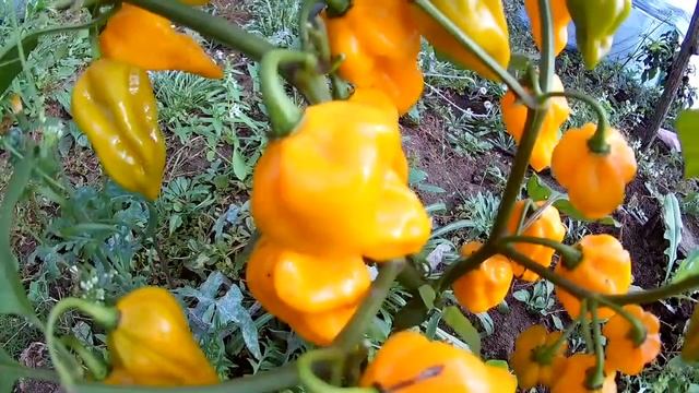 Habanero Golden. Перец, Хабанеро золотой