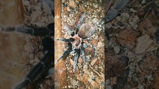 ( напал в конце видео:) Brachypelma Vagans известен как Мексиканский красноволосый паук-птицеед