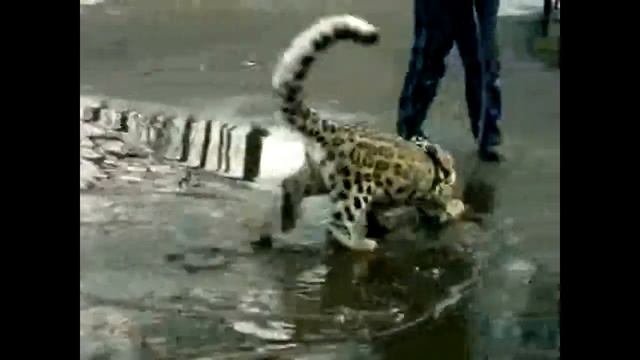 Самая необычная домашняя Кошка ашера Ashera cat смотреть онлайн
