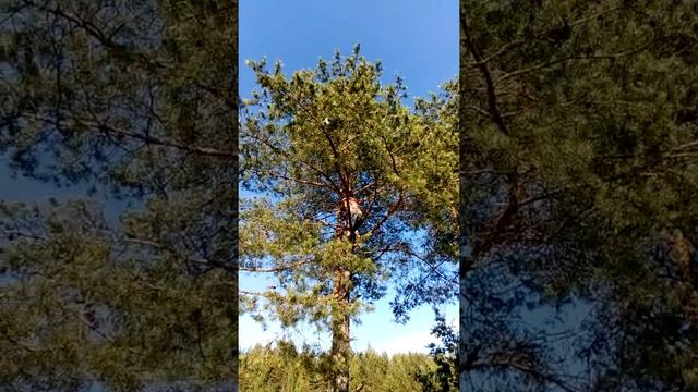 Малукса 2018 на дереве