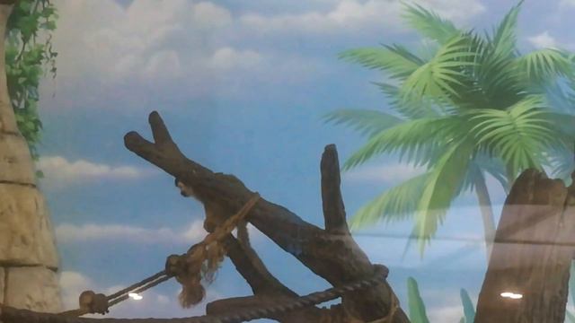 🍃1194🍃Если дети сидят на шее 🐒 это нормально 🐒🐒 семейство саймири#животные#обезьянки смотреть онлайн