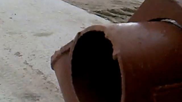 Горностай защищается / ermine protected смотреть онлайн