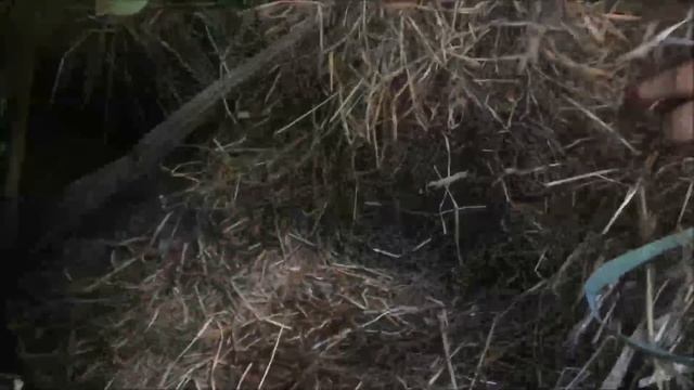 VLOG. Гнездо Ёжиков. Nest hedgehogs смотреть онлайн