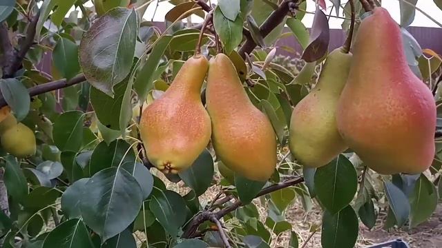 Ржавчина на груше.Что делать? Обработка сада осенью смотреть онлайн