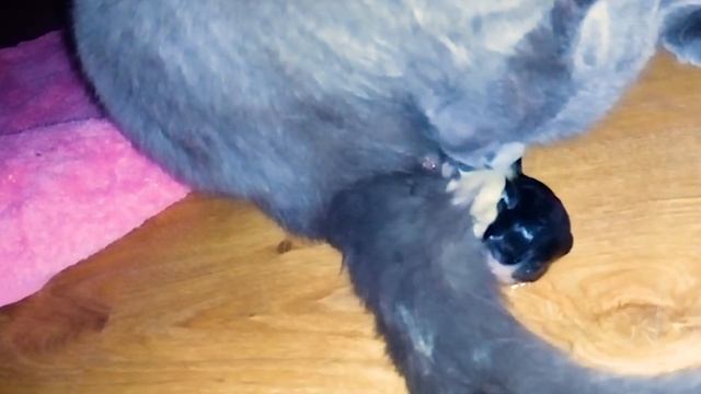 Как рожает кошка без посторонней помощи, сама. Роды кошки. смотреть онлайн