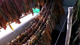 Хранение Табака зимой, лист и нарезка. смотреть онлайн