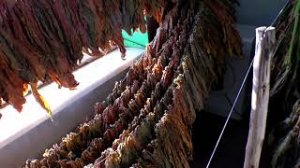 Хранение Табака зимой, лист и нарезка.