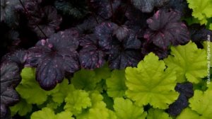 ❀ Самые красивые сорта гейхер, которые никого не оставят равнодушными