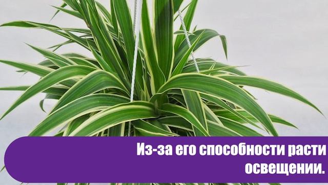 7 растений, которые очищают воздух лучше электрических приборов смотреть онлайн