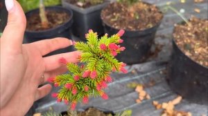 Большой обзор хвойных новинок