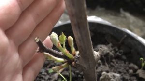 Весной не просыпаются молодые саженцы винограда. Что делать?