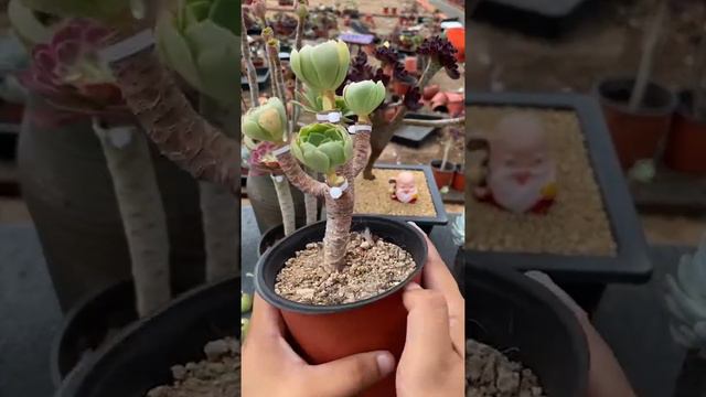 12 Useful Tips for Your Succulents - Part 1 | 多肉植物 | 다육이들 | Suculentas смотреть онлайн
