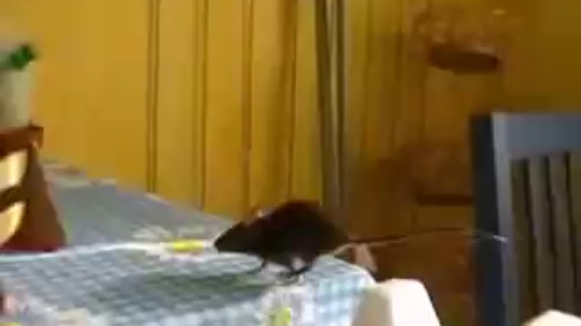 Умная мышка смотреть онлайн