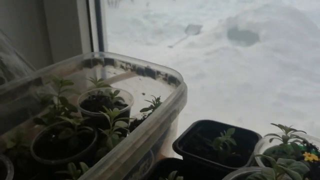 Мои цветочки в январе 2024г.