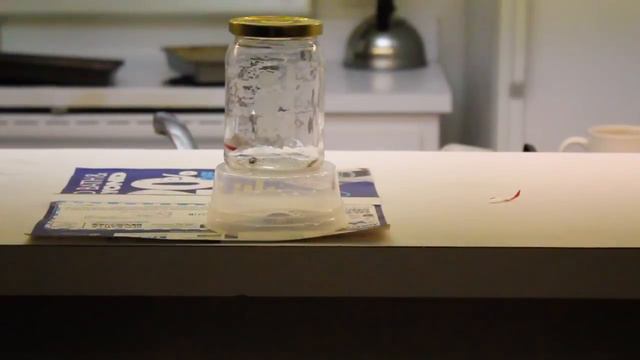 German Roach Vs. Bug Spray Ortho Home Defense Max смотреть онлайн