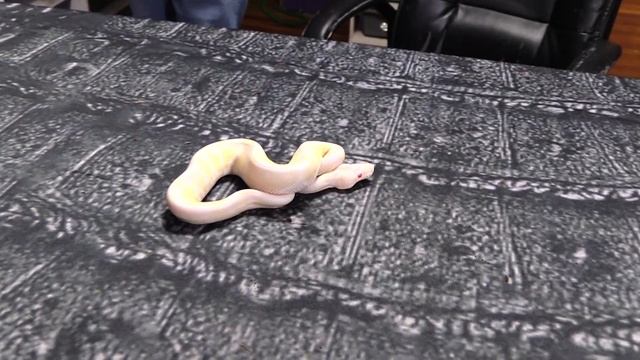 How do get FREE SNAKES!!! Anyone can do it!!! Simple trick! смотреть онлайн