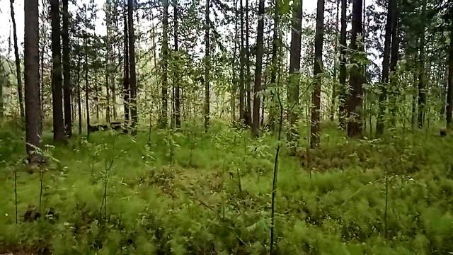 Кедровая шишка ранняя. смотреть онлайн