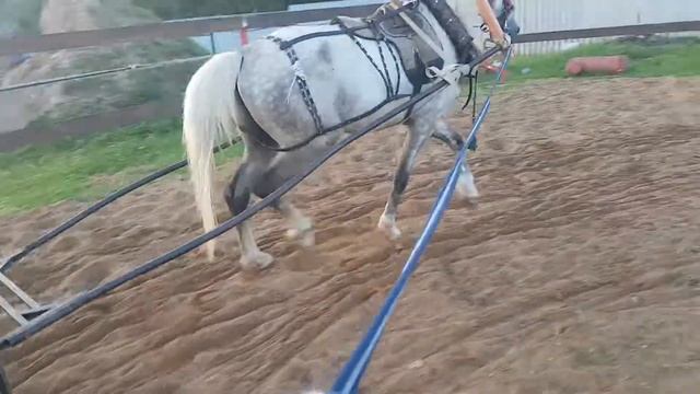 Заездка орловского рысака в упряжь.