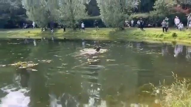 Москва.Парк Сокольники,лось открыл купальный сезон! смотреть онлайн