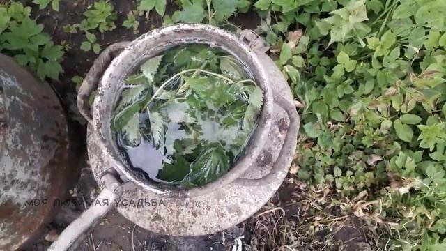 Первая подкормка капусты после высадки в грунт смотреть онлайн