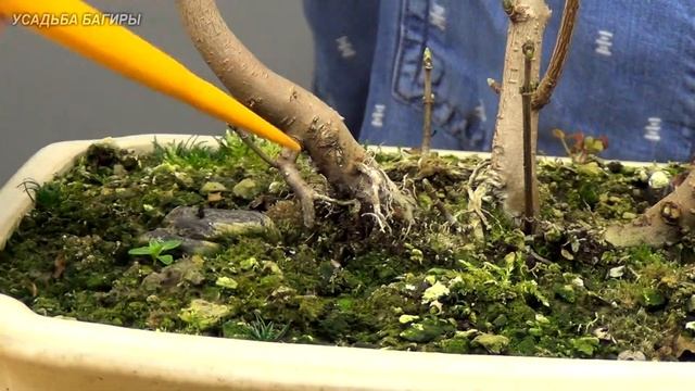 Бонсай Роща из кленов (ч.3). смотреть онлайн