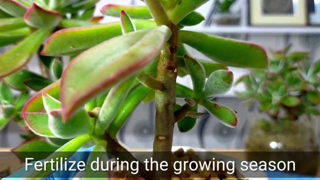 15 Chenille Plant Echeveria Pulvinata Succulent Care Guide | 다육식물 多肉植物 Suculentas смотреть онлайн