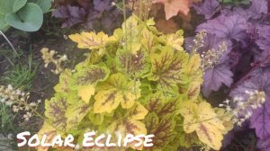 Гейхерелла Solar Eclipse