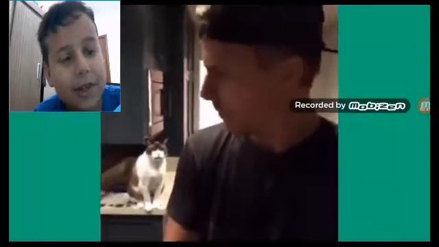 React gato смотреть онлайн