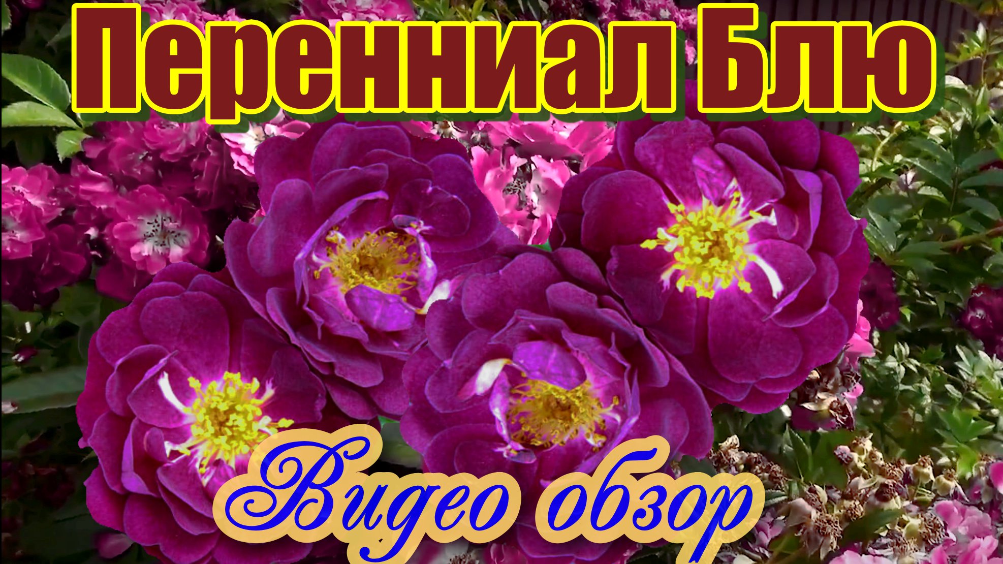 Обзор розы Перенниал Блю Плетистая Perennial Blue (Mehring 2003).mp4 смотреть онлайн