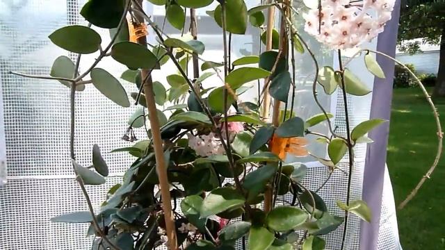 A Visit with Hoya cv. Chouke смотреть онлайн