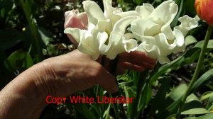 Новые тюльпаны. 40 сортов с названиями