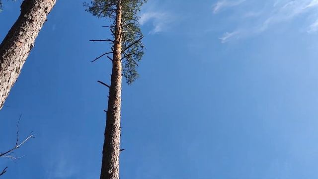 Валка дерева Валочьный лопаткой и Бензопила Stihl MS 361 смотреть онлайн