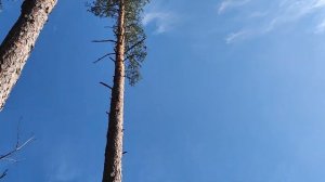 Валка дерева Валочьный лопаткой и Бензопила Stihl MS 361