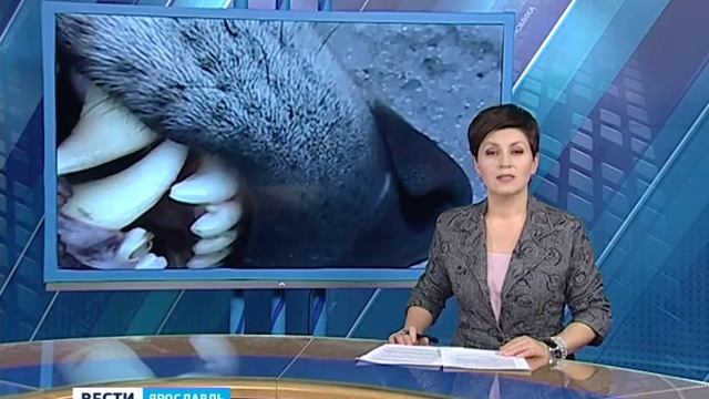 В Ярославской области застрелили опасных волков смотреть онлайн