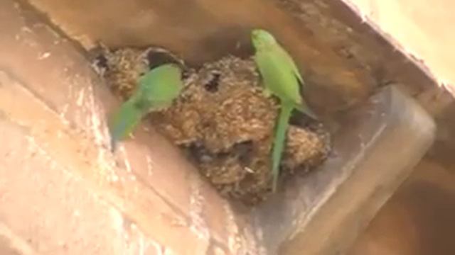 Варанасские попугаи чистят гнезда:) - 2 смотреть онлайн