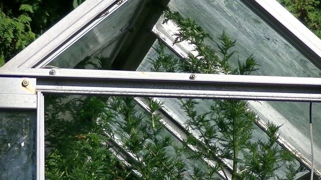 Artemisia annua (Sweet wormwood) – from sowing to harvest a life-saving plant смотреть онлайн