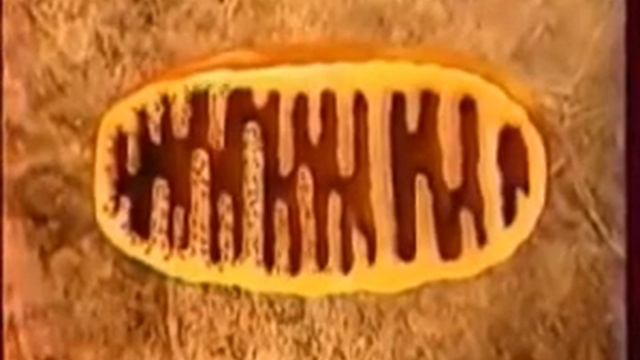 Строение и функции митохондрий смотреть онлайн